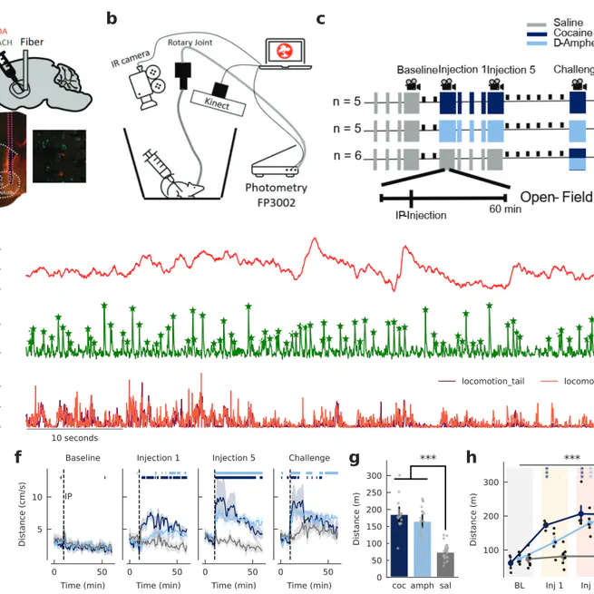 Accumbal Dopamine and Acetylcholine Dynamics during Psychostimulant Sensitization