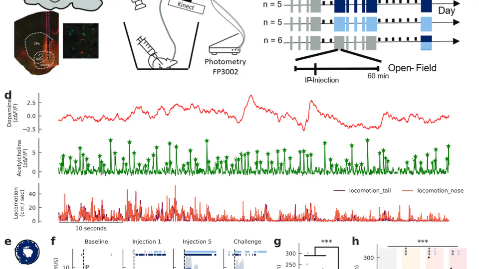 Accumbal Dopamine and Acetylcholine Dynamics during Psychostimulant Sensitization